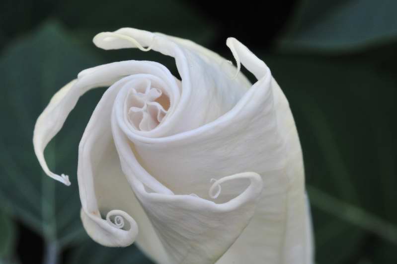 Datura inoxia / Stramonio metello